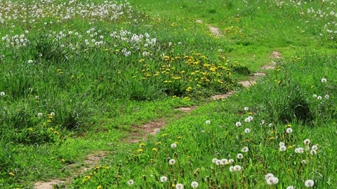 Scenic view of a green meadow with a path and dandelions on a sunny day Stock Footage 278040387