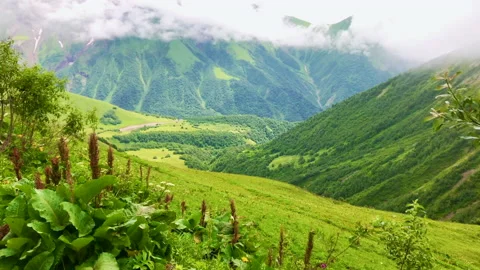 Scenic view of green mountains background with various georgian flora in foregro Stockbeeldmateriaal 145830946