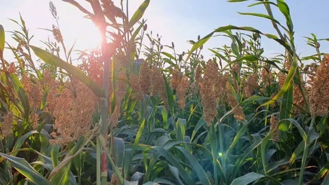 Scenic view of a green sorghum Stock Footage 340647619