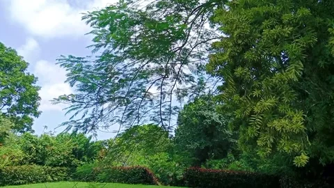 Scenic view of green trees and grass under a blue sky Stock Footage 346335863