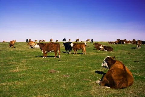 The scenic view of the herd of cows on flat pasture Stock Photos
