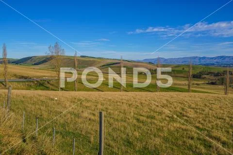Scenic View Of Hilly Green Pasture. Canterbury, New Zealand Stock Photos