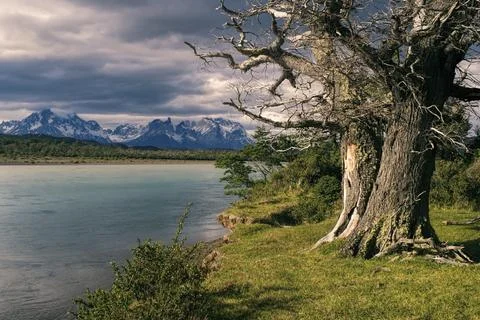 Scenic view of a huge old tree staring on the sunlit shore in Torres del Paine Stock Photos