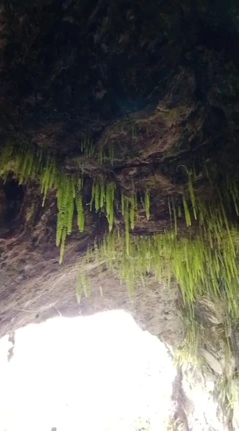 Scenic view inside a natural cave with hanging green ferns Stock Footage 345858805