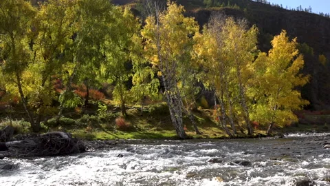 Scenic view of Katun mountain river flowing near autumn yellow trees, Altai Video stock 143245173