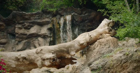 A scenic view of a large waterfall flowing down rock formations framed by a Stock Footage 306762101
