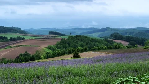 Scenic view of lavender fields and rolling hills on Hokkaido's Roller Coaster Stock Footage 311634436