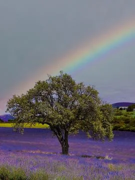 Scenic view of Lavender fields at sunset, Provence, France. Stock Photos