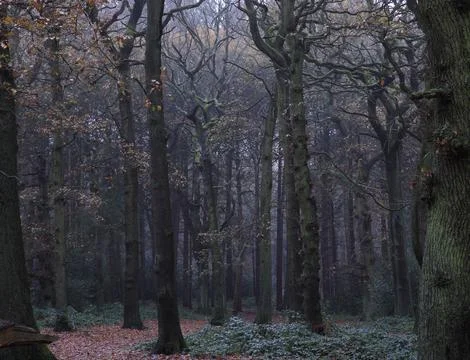 Scenic view of leafless trees in Sutton park, Birmingham, UK Stock Photos