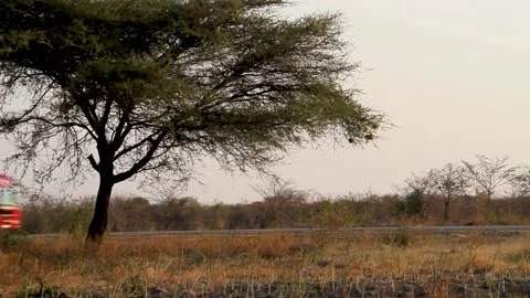 A scenic view of a lone acacia tree standing in a dry, grassy field during the Видео 345410396