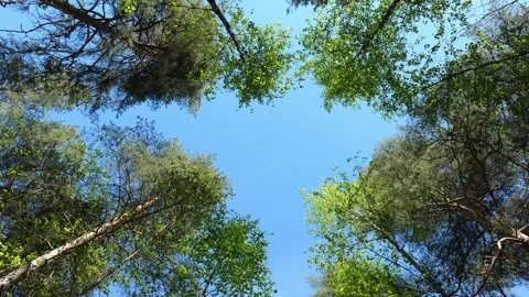 Scenic View Looking Up at Tall Green Trees and Blue Sky Видео 345124618