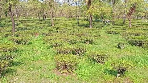 A scenic view of a lush forest as seen from a moving train Stock Footage 278051978