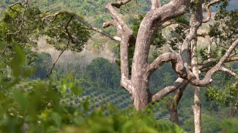 Scenic view of lush green coffee plantation with large old tree in foreground Stock Footage 333353122