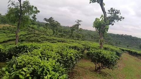Scenic View of Lush Green Tea Garden Hills Under Cloudy Sky Stock Footage 339377326