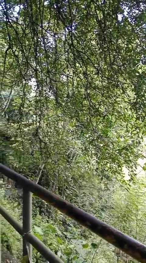 Scenic view of lush green trees and natural forest landscape Stock Footage 345858739