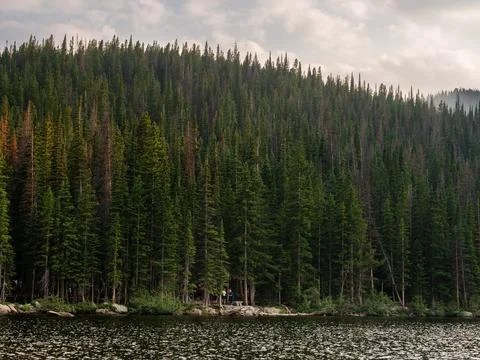 Scenic view of many pine trees along a body of water in Colorado. Foto stock