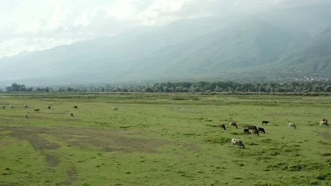 Scenic view of meadow with bisons pasturing. Stock Footage 135854978