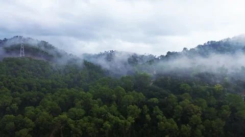 Scenic View of Mist over Pine Forest in the Mountains 4k drone Stock Footage 287992912