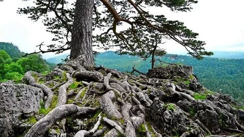 Scenic view of mountain forest Stock Footage 81777711