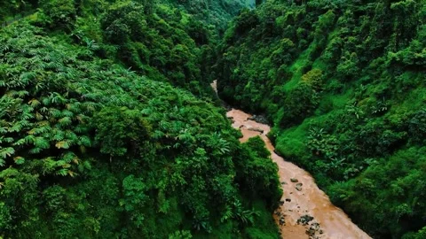 Scenic view of the mountain landscape with a forest and the water flow Stock Footage 275499095