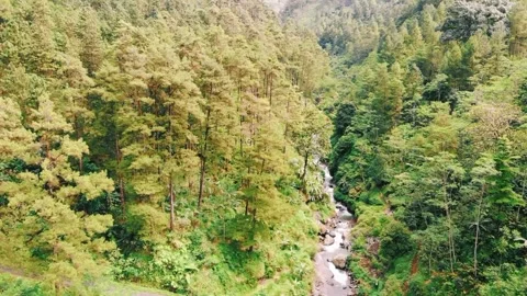 Scenic view of the mountain landscape with a forest and the water flow Stock Footage 275499118