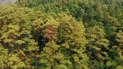 Scenic view of the mountain landscape with a forest and the water flow Stock Footage 275499131