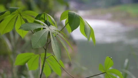Scenic view of the mountain landscape with a forest and the water flow Stock Footage 275785570