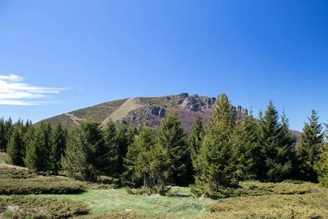 Scenic view of a mountain peak surrounded by lush pine trees under a clear .. Stock Photos