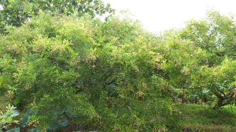 Scenic View Of Multiple Longan Trees Loaded With Abundant Fruits 動画素材 337238784