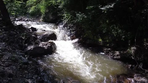 Scenic view of a natural stream in the forest Stock Footage 313069646