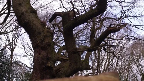 Scenic View Of Old Ancient Oak Tree in Middle Earth Lord of the Ring Shire. Stock Footage 89709142