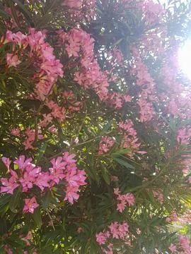 Scenic view of an oleander tree in full bloom Stock Photos