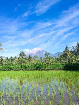 Scenic view of paddy fields with rows of newly planted rice Foto stock