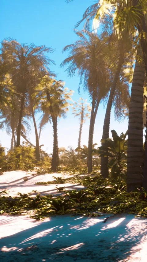 Scenic view of palm trees and sandy path under bright blue sky in the daytime Stock Footage 340270372