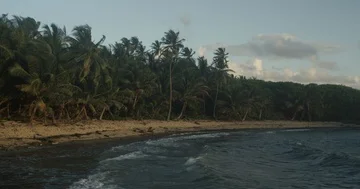 Scenic view of palm trees at tropical, deserted beach Stock Footage 86113324
