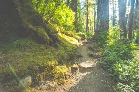 Scenic view of path way in the forest with sun light. Stock Photos