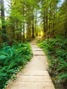 Scenic view of path way in the forest with sun light. Stock Photos