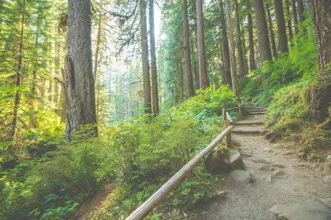 Scenic view of path way in the forest with sun light. Stock Photos
