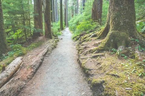 Scenic view of path way in the forest with sun light. Stock Photos