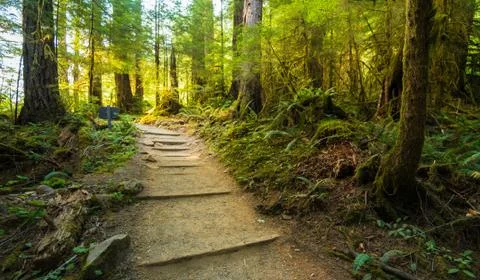 Scenic view of path way in the forest with sun light. Stock Photos