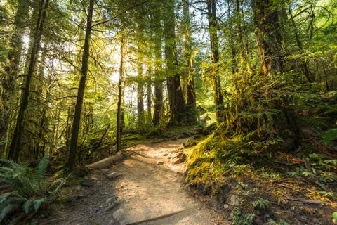 Scenic view of path way in the forest with sun light. Stock Photos