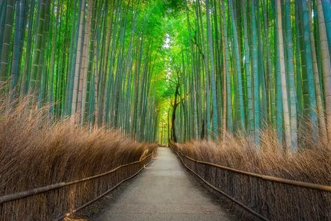 Scenic view of a pathway in a bamboo forest in Kyoto, Japan Stock Photos