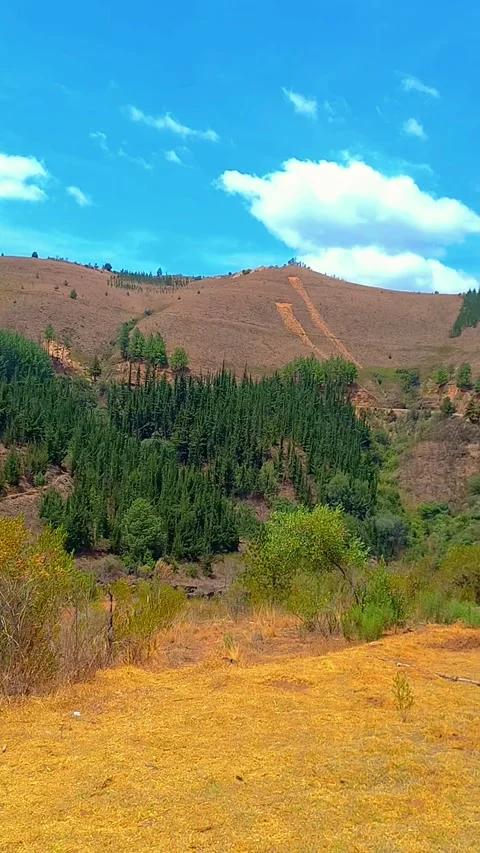 Scenic View of Pine Forest and Mountains on the Way to Mizque Cochabamba Vídeo Stock 323241225