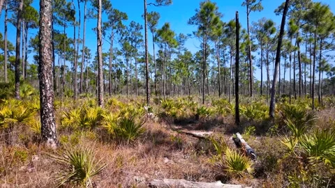 Scenic view of pine forest with saw palmetto undergrowth in Everglades Nati.. Vídeos de archivo 339231401