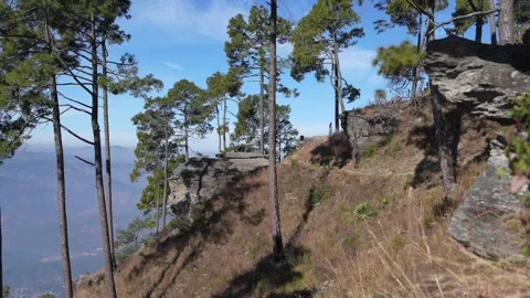 Scenic view of Pine forest on a steep rocky cliff edge in the Himalayas, su.. Stock Footage 322081419