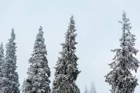 Scenic view pine forest tall Stock Photos
