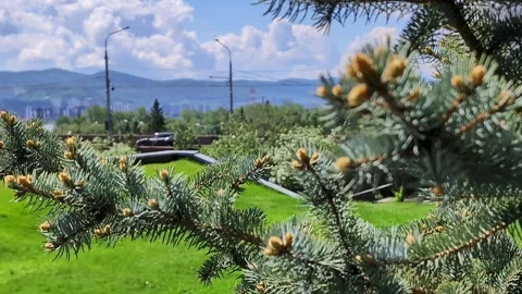 Scenic view of pine tree branches with urban landscape and mountains Stock Footage 337789308