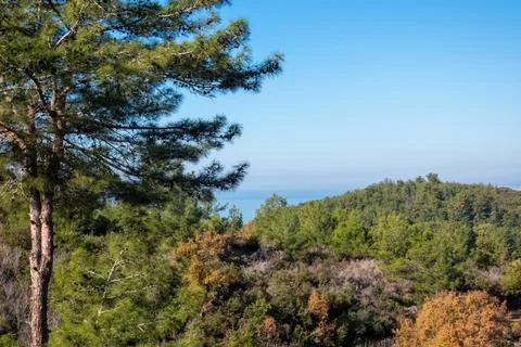 A scenic view of pine trees spread across green hills, with the Mediterrane.. Stock Photos