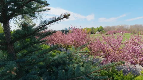 Scenic View Of Pink Cherry Blossom Trees Blooming In Public Park At Daylight Video stock 342594319