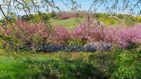 Scenic View Of Pink Cherry Blossom Trees Blooming In Public Park In Spring Video stock 343550650